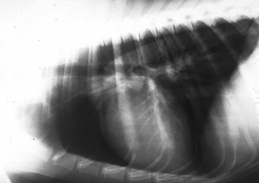 Differenze tra anatomia radiologica e convenzionale: Proiezione su un piano (sommazione) di organi tridimensionali