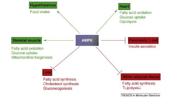 Ruolo della Protein kinasi AMP attivata (AMPK) sul metabolismo energetico L attivazione dell AMPK stimola la produzione di energia (verde) attraverso l utilizzazione
