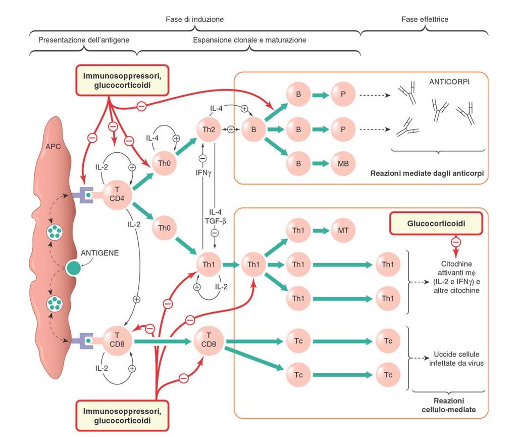 EFFETTI ANTI-INFIAMMATORI ED IMMUNOSOPPRESSIVI DEI GLUCOCORTICOIDI I glucocorticoidi hanno importanti effetti sulla