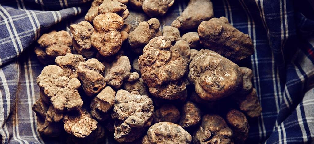 Le varietà spaziano dal tartufo nero pregiato al tartufo nero uncinato, dal tartufo bianchetto al tartufo nero scorzone estivo per arrivare al tartufo bianco per eccellenza, ovvero il Tuber magnatum