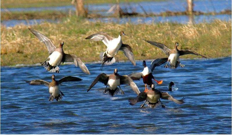 Censimenti Acquatici Il censimento invernale degli uccelli acquatici è una forma di monitoraggio ornitologico che da oltre trent anni si è sviluppata in Europa.