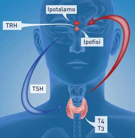 Stress/asse tiroideo CRH TRH - ACTH cortisolo TSH - T4 T3 La tiroide è la ghiandola implicata nella produzione degli ormoni tiroidei, sotto regolazione dell'asse ipotalamo-ipofisi-tiroide Gli ormoni