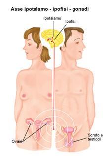 Stress/asse gonadico Le gonadi sono la ghiandole maschili (testicoli) e femminili (ovaie) implicate nella produzione degli ormoni sessuali (androgeni ed estrogeni) sotto regolazione dell'asse