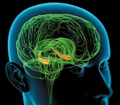 STRESS/Cervello Il cortisolo prodotto dal surrene raggiunge il cervello legandosi a recettori del citoplasma di molti neuroni, con una serie di conseguenze tra cui una maggior entrata di ioni