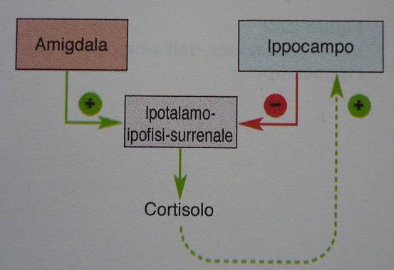 L' ippocampo svolge un ruolo critico nella memorizzazione di apprendimenti legati alle emozioni. In caso di gravi traumi prolungati (bambini ripetutamente vittime di violenza, reduci del Vietnam.