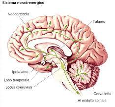 via nervosa dello stress: Locus coeruleus Il Locus coeruleus deriva il suo nome dal pigmento blu delle sue cellule.