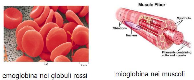 MIOGLOBINA ED EMOGLOBINA Il passaggio dalla vita anaerobia al metabolismo di tipo aerobico ha rappresentato un vantaggio energetico incredibile.