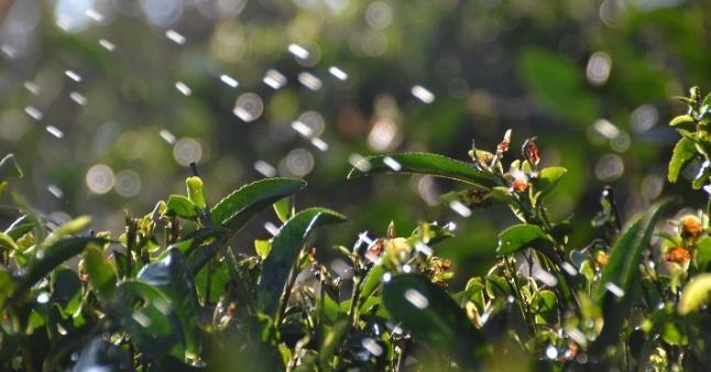 Oggi Ambootia continua la storica produzione di tè di qualità, trasformando il modello coloniale della piantagione in una realtà ecologica, socialmente responsabile e