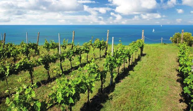 L azienda dista 1 km circa dall antico borgo di Fiorenzuola di Focara, si estende su dieci ettari di terreno, di cui solamente sei coltivati a vite, permettendo una produzione di vino essenzialmente