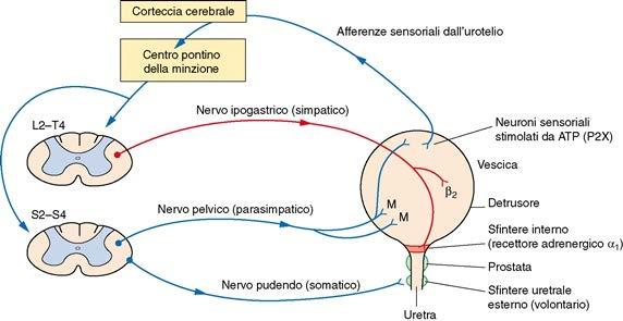 Innervazione