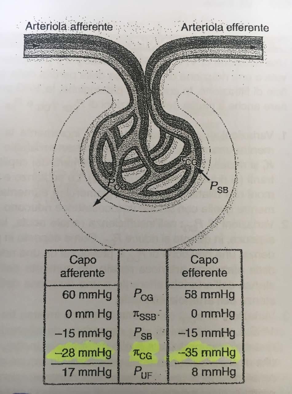 Il valore della velocità di filtrazione glomerulare è proporzionale alla somma delle forze di Starling attraverso