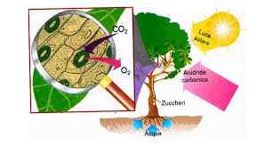Struttura dell'ecosistema Componente autotrofa (autonutriente) fascia verde o fotosintetica;