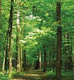 trova applicazione nelle delibere regionali sulla qualità dell aria Gestione del territorio nella futura politica forestale nazionale Novità