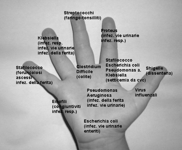 La mano è il principale veicolo delle