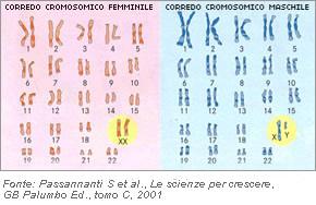 70 Approfondimenti Diagnostica prenatale La quasi totalità dei bambini nasce sana, ma circa tre bambini su cento presentano alla nascita delle malformazioni o delle malattie ereditarie.