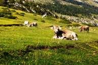 2018, 10:00 MUSEO CIVICO DI BORMIO BORMIO Esposizione di ricami antichi e moderni nell'incantevole contesto del Museo Civico di Bormio Visita guidata al Giardino Botanico Alpino "Rezia" VENERDÌ, 03.