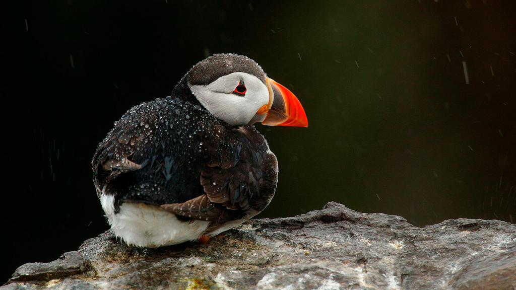 Farne 2018 Pulcinella di mare e non solo Dal 5 all 8 Luglio 2018 L'arcipelago delle Isole Farne, situato di fronte alla costa del Northumberland, una contea del nordest dell'inghilterra, ai confini