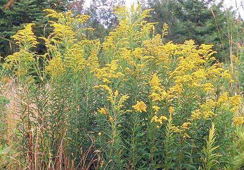 Notizie sulle specie Andrina Rimle, 13 marzo 2018 Solidago spp.