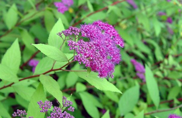 margini boschivi, alveo fiumi), giardini privati Diffusione tramite semi e soprattutto polloni basali e ricacci radicali in inceneritore Già piccoli pezzi di radici possono fare ricacci Arbusto