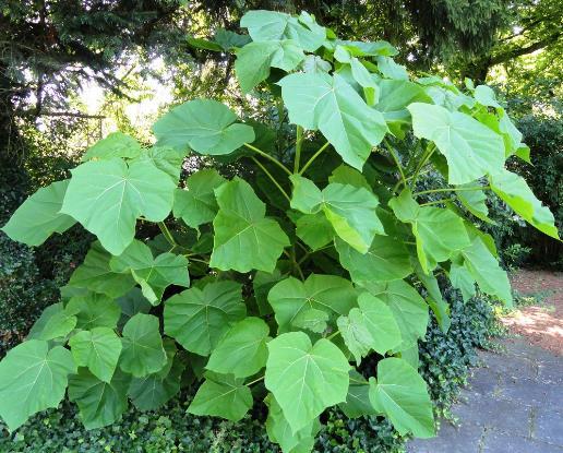 Paulownia Fiori e radici in inceneritore Origine Est-Asia Watch List InfoFlora Presente in ambienti soleggiati come giardini privati, margini del bosco, terreni incolti Diffusione tramite semi