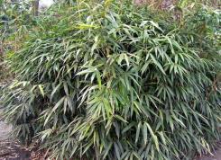 Bambù Pianta sempreverde Origine Asia Presente in giardini privati, parzialmente