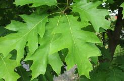 Quercus rubra Quercia rossa Diffusione tramite ghiande Crescita rapida Prunus