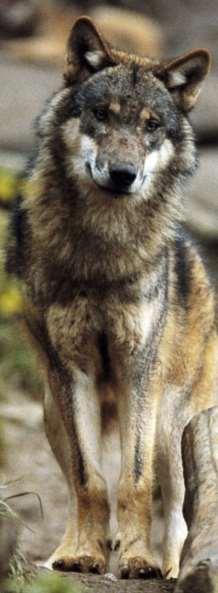 Rete di relazioni istituzionali nella conservazione del lupo in ambito nord-appenninico Wolf Apennine Center Oggettiva necessità rilevata a livello locale Acuirsi del conflitto uomo-lupo Forti