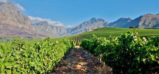 CON TOUR LEADER PARLANTE ITALIANO E PROFESSIONISTA DI GOLF ITALIANO A DISPOSIZIONE PER TUTTO IL PERIODO 1 Giorno: Stellenbosch Arrivo all aeroporto di Cape