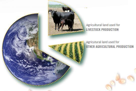 L area totale occupata dai pascoli e dalle colture destinate alla produzione di alimenti per il bestiame equivale al 30% della