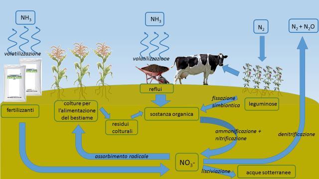 Eutrofizzazione e acidificazione In Europa la zootecnia contribuisce per il 41% al rilascio di N nelle