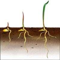 LA GERMINAZIONE Per germinare il seme delle graminacee necessita di: - Acqua: - Imbibizione del seme - dal 20 al 60% di H2O - Gonfiore