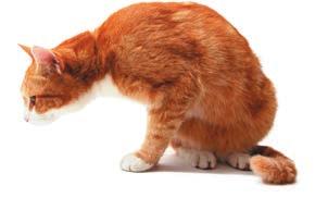se il tuo gatto inizia a graffiare in un altra posizione, rimuovi delicatamente il gatto dall area e posizionalo davanti al tiragraffi. Non sgridare o punire il gatto.