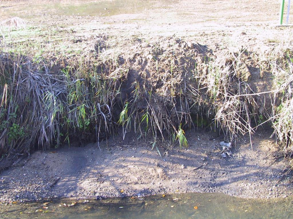 PUNTO di RILIEVO N.2 Descrizione Area che costeggia il fiume Lambro, dominata da Rubus fruticosum, che da solo copre oltre il 75 % della superficie, rendendo la vegetazione difficilmente penetrabile.