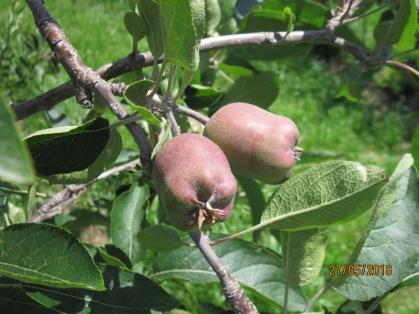 IL MELO N 4 del 12 giugno 2017 Fase fenologica Praticamente ovunque il melo ha ormai raggiunto la fase di frutto noce o, nelle zone più precoci, anche un ingrossamento frutti maggiore.