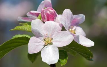 preferire sistemi di irrigazione diversi da quelli a pioggia per evitare bagnature della vegetazione o, dove ciò non fosse tecnicamente possibile, adottare turni irrigui ad elevata portata per brevi