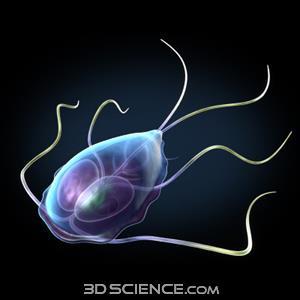 cinque minuti è adeguato, sebbene ci sono stati casi di cisti di Giardia che