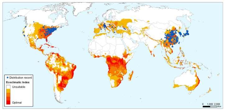 Distribuzione Modelledclimatesuitability(CLIMEX EcoclimaticIndex) for BMSB globally, including