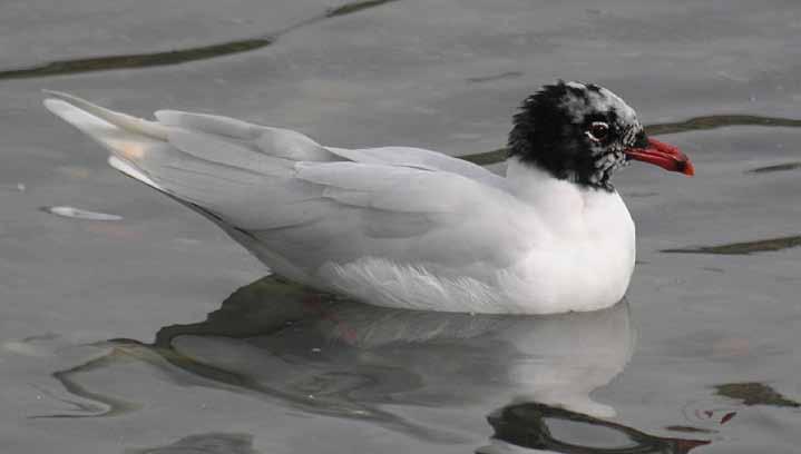 uccelli Ichthyaetus melanocephalus (Temminck, 1820) sinonimo Larus melanocephalus (Temminck, 1820) regno animale fam. Laridae Fonte immagini www.liguriabirding.net- foto G.