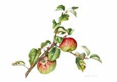 L associazione AFAVB consegnerà a titolo gratuito, a chi ne farà richiesta, 3 kg di mele, che dovranno essere utilizzate per
