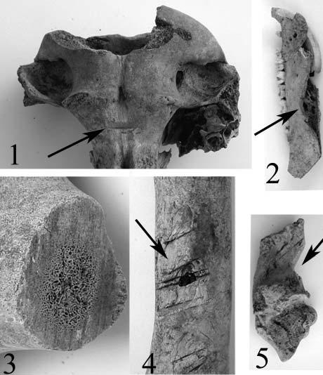 Tracce di macellazione, 1 Bos, occipitale; 2 Sus scrofa, mandibola; 3 Cervus, palco; 4 Bos, radio; 5 Bos, calcaneo.