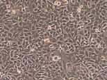 Microscopio a contrasto di fase Permette di osservare cellule non