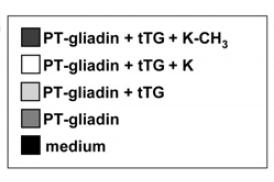 Il glutine transamidato (mtgasi + K-CH3) non attiva le cellule T di celiaci Deamidazione Trans-amidazione F P Q P Q L P Y P Q