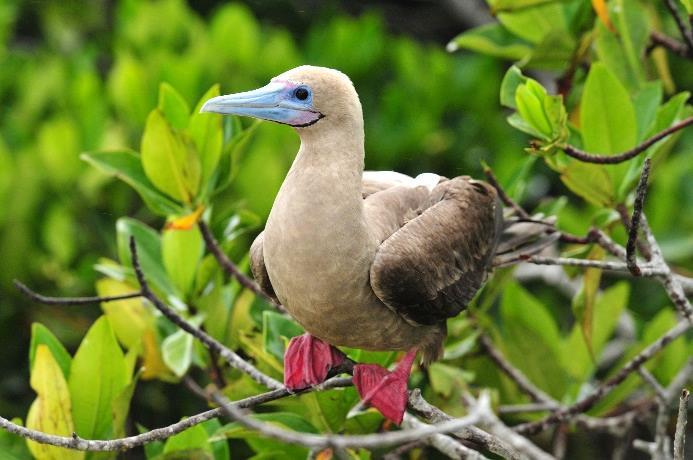 aironi blu e Bahamas pintail duck (specie di Anatra). Si potranno osservare Brown Pellicani che nidificano tra le mangrovie. Possibilità di fare snorkeling.
