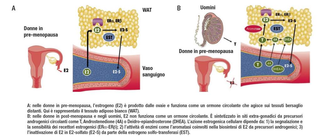Origine degli estrogeni circolanti e tissutali