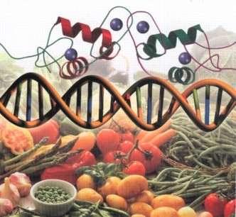 NUTRIGENOMICA NUTRIZIONE-GENETICA SPIEGA COME IL CIDO FORNISCA LE INFORMAZIONI AI NOSTRI GENI ALIMENTAZIONE PERSONALIZZATA GRAZIE ALLO STUDIO DEGLI EFFETTI