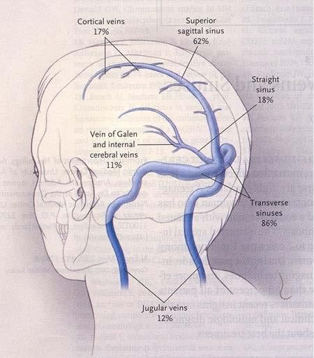 L encefalo Il liquido cerebrospinale viene riassorbito nel sangue tramite i villi aracnoidali,