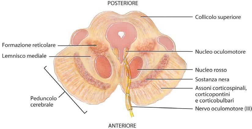 L encefalo Il ponte è collocato al di sopra del midollo allungato e anteriormente al