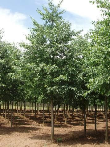 Previsto in consociazione con Carpinus betulus e Liquidambar