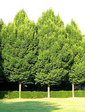 Specie 8 Portamento e sviluppo Esigenze ecologiche Caratteristiche Nome latino: Carpinus betulus Nome comune: Carpino bianco Previsto in consociazione con Fraxinus excelsior e Liquidambar styraciflua