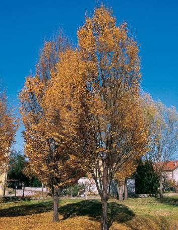 Resistente alle gelate e alla siccità. Adatta ad ambienti urbani, all inquinamento dell aria e a qualsiasi esposizione.